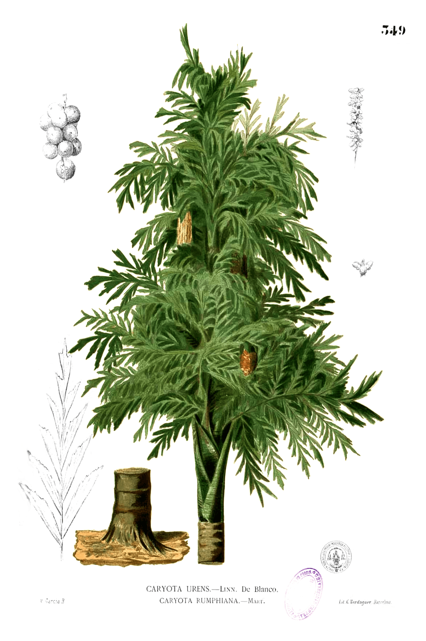 Caryota urens Fishtail Palm Seeds