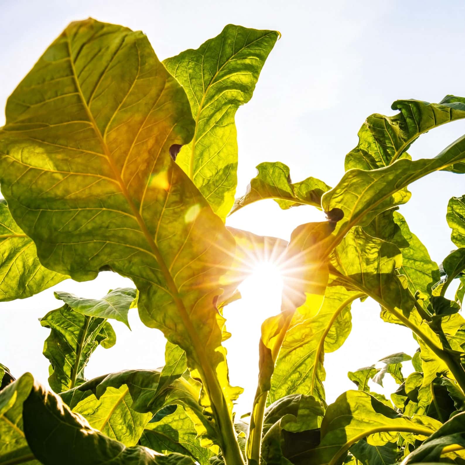 Tobacco Havana Seeds