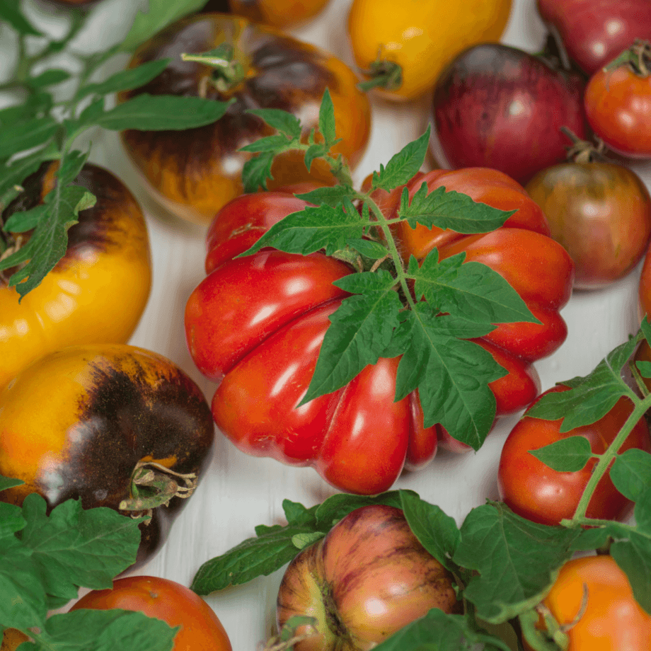 Ripe red and yellow tomatoes with tomato foliage