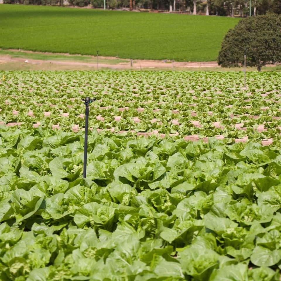 Tobacco Virginia Gold Poland Seeds
