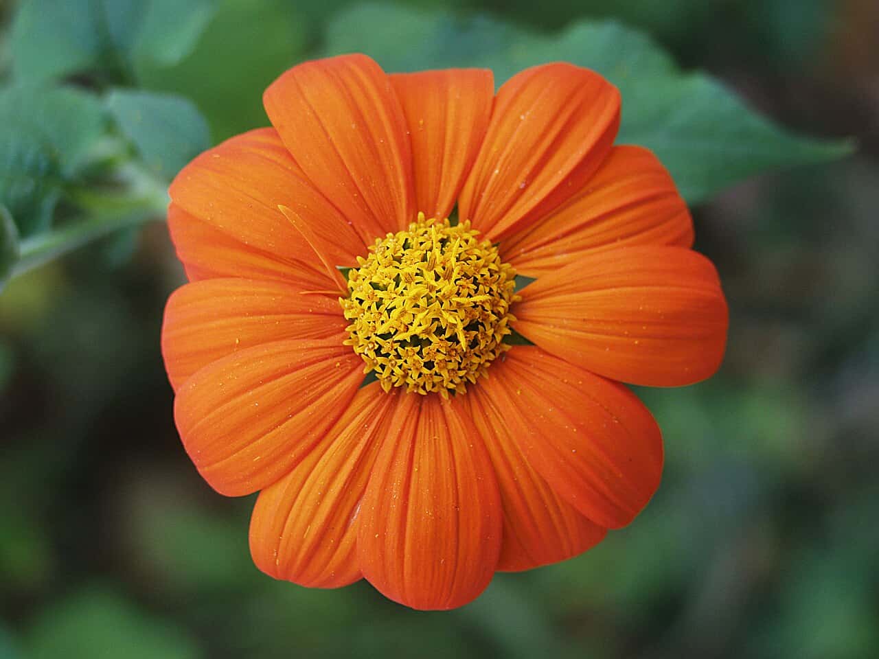 Tithonia Seeds