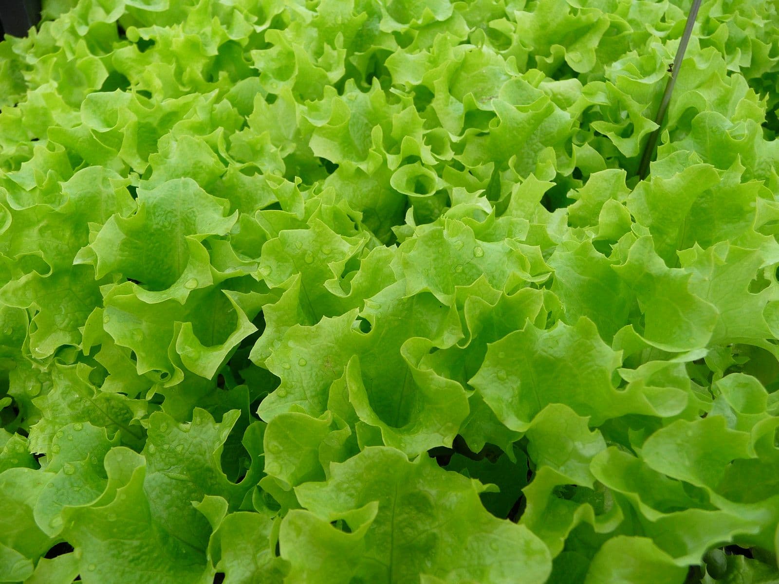 Reference image for Lactuca sativa