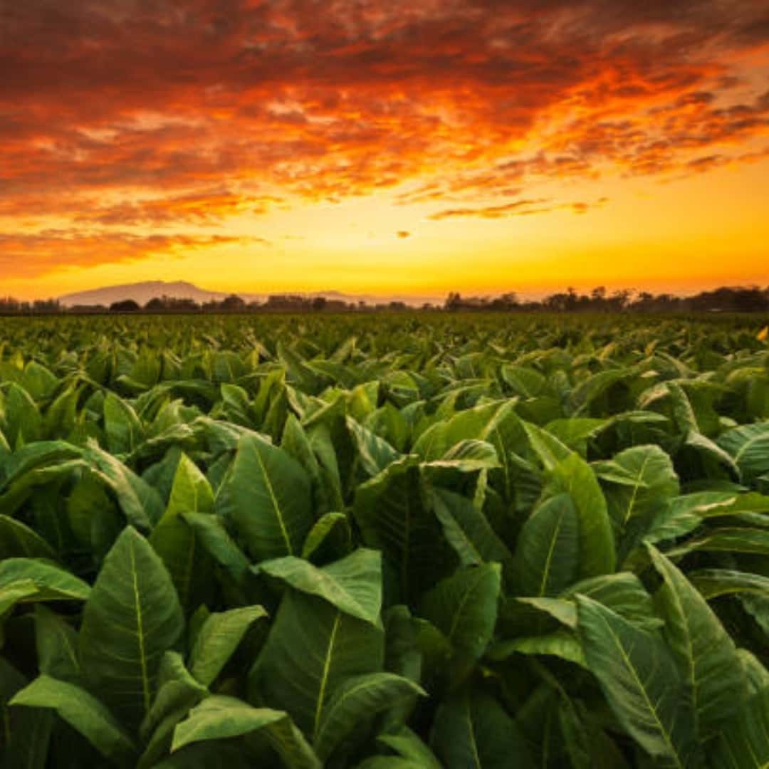 Tobacco Dubek Lemon Seeds
