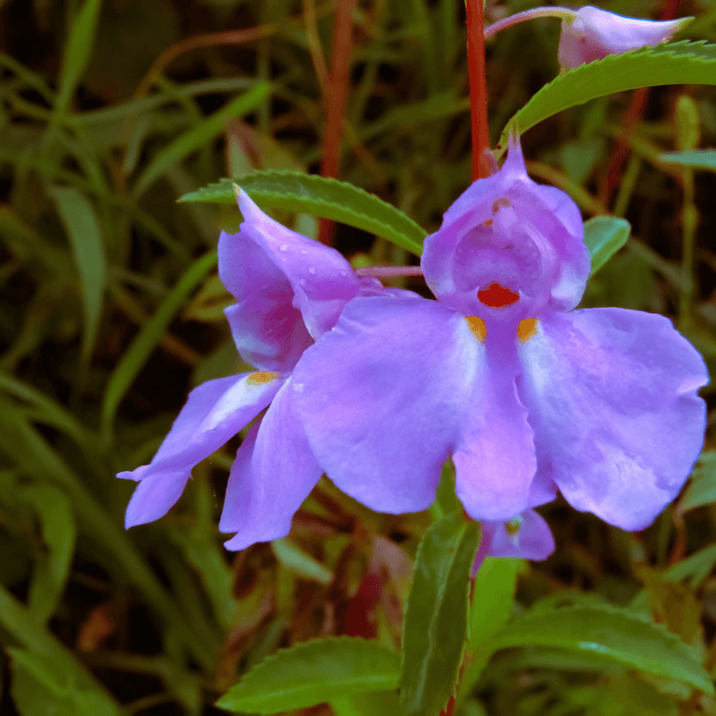 Garden balsam, Rose balsam, Balsam Gulab Seeds