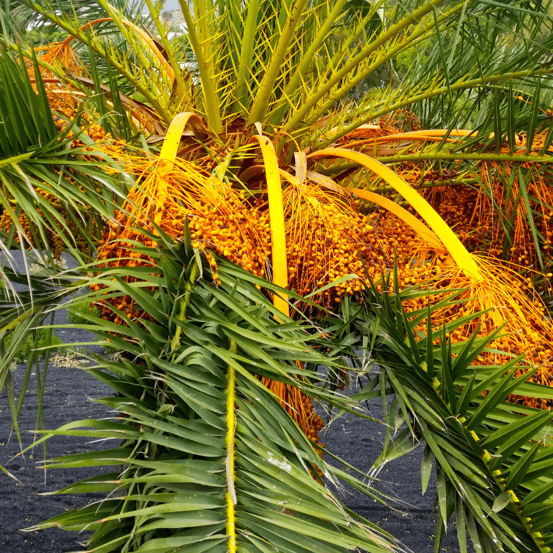 Kimia gold dates Seeds