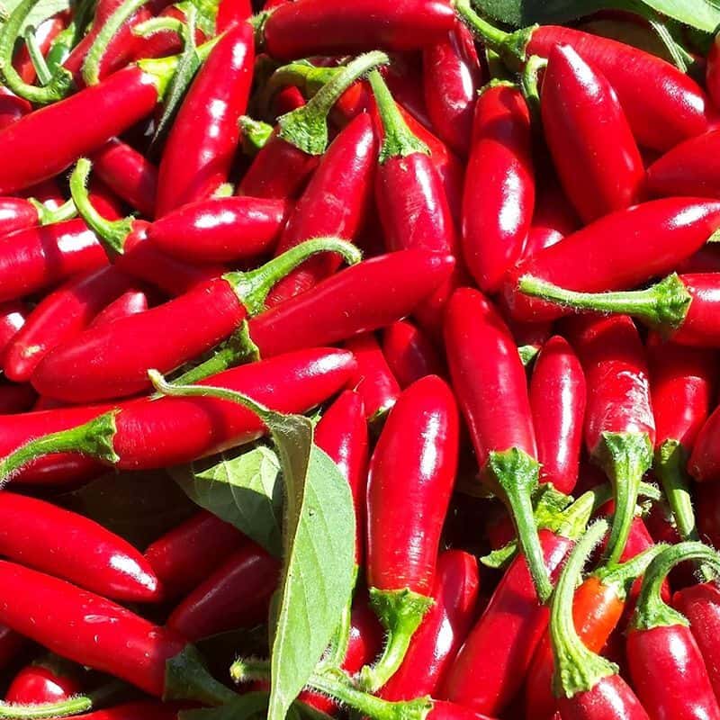 Hot pepper Serrano rojo (red) Seeds
