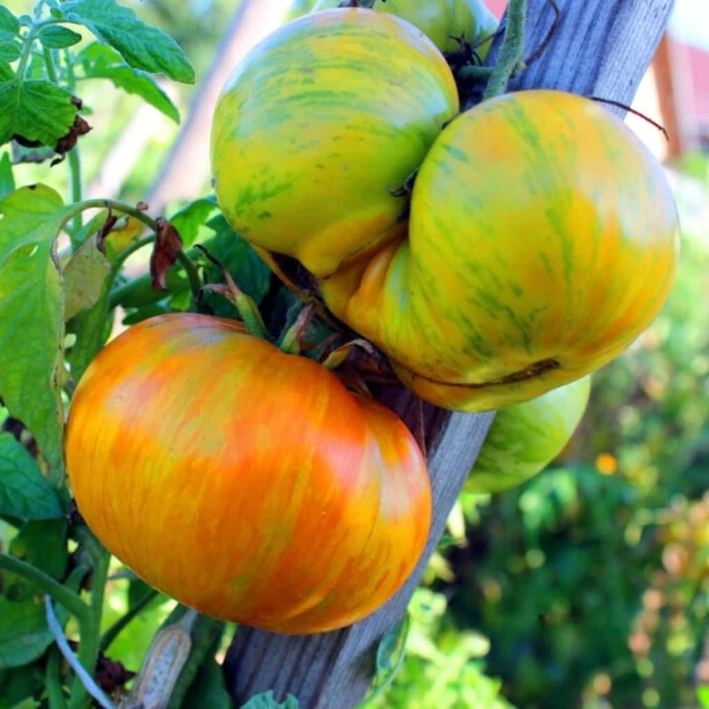 Tomato Domaine de Saint Jean de beauregard Seeds