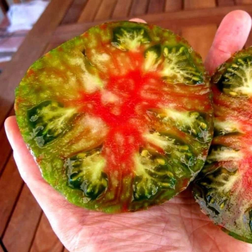 Tomato Harvard Square Seeds