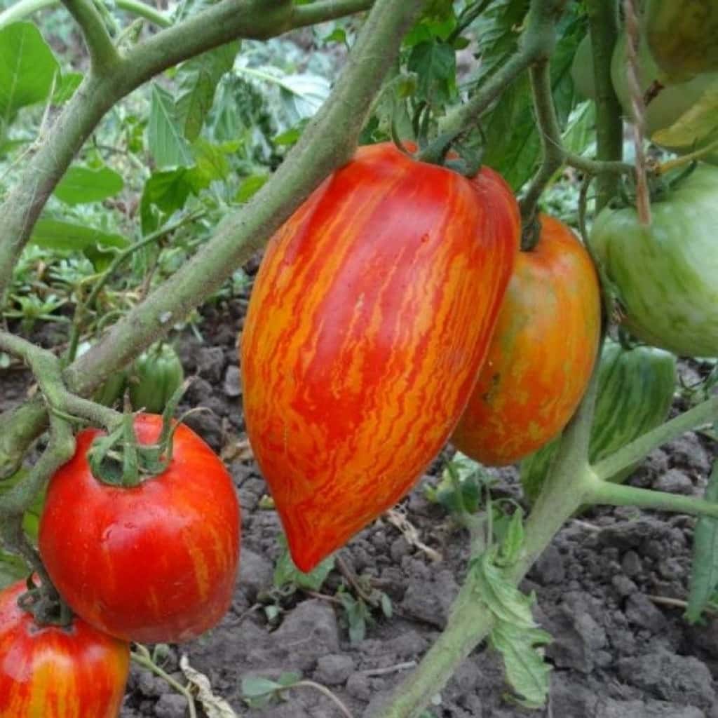 Tomato Bella Seeds
