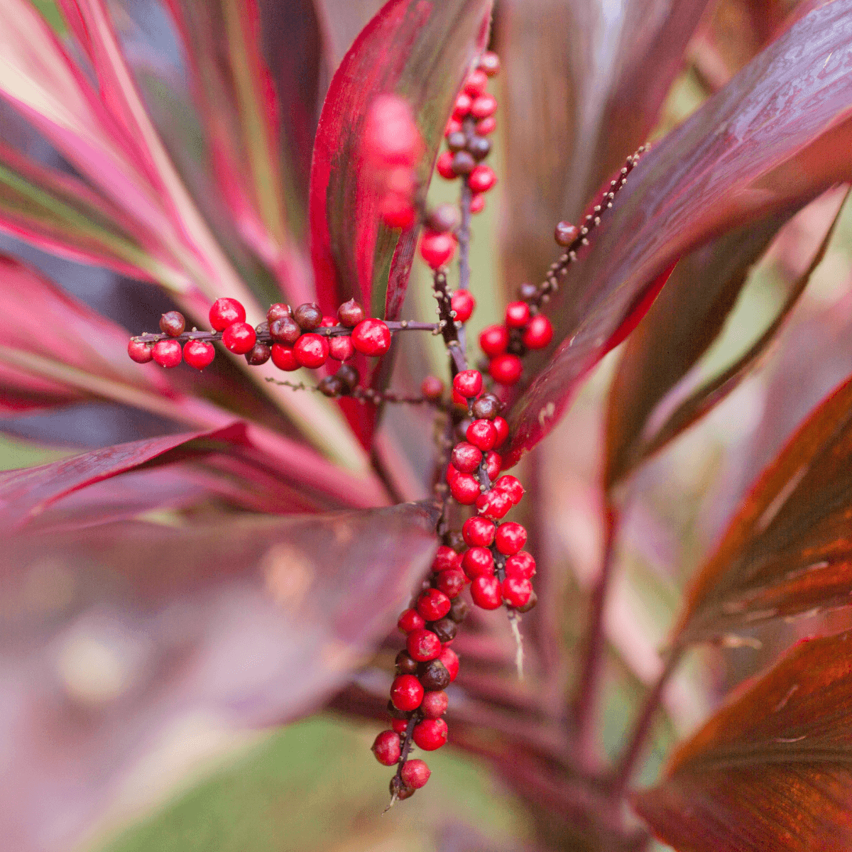 Cordyline Seeds