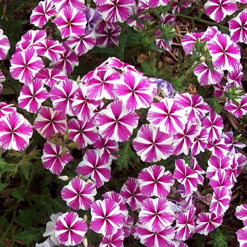 Phlox Star Phlox drummondii Star Mix Seeds plant