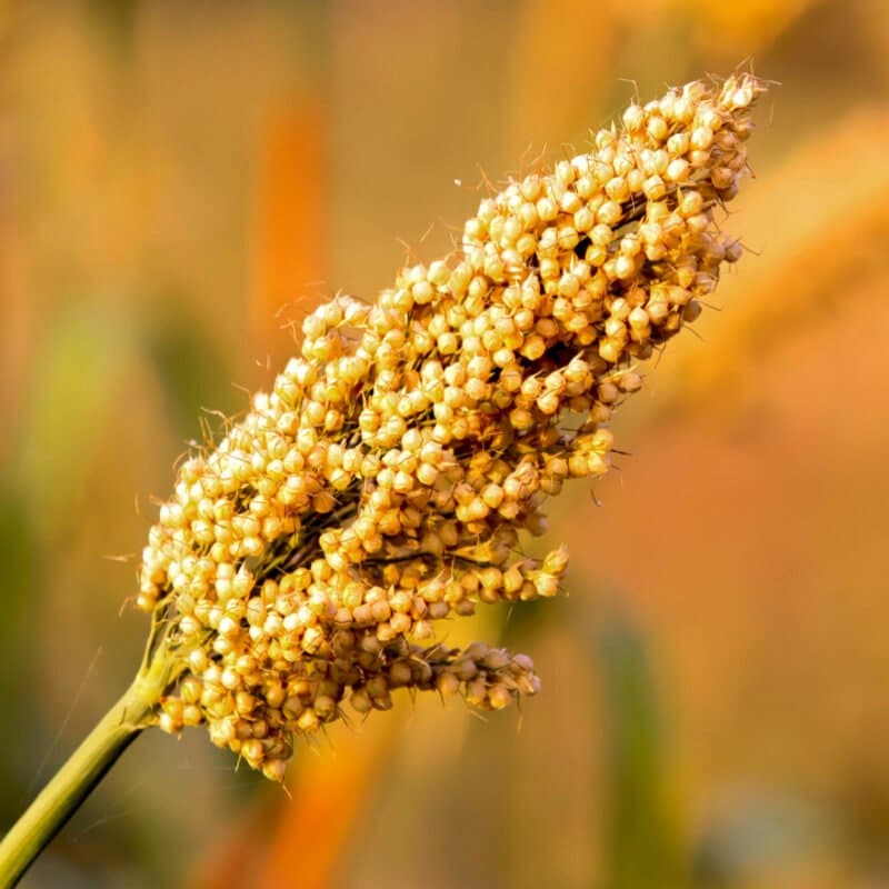 Jowar, new quinoa Seeds plant
