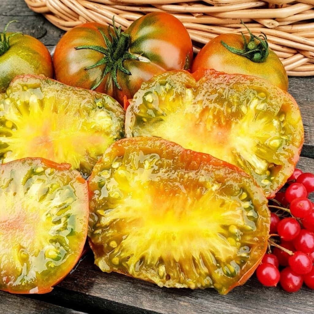 Tomato gnome pit viper Seeds