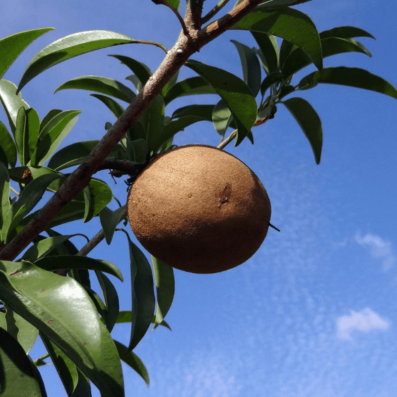 Chikoo, Sapodilla Seeds