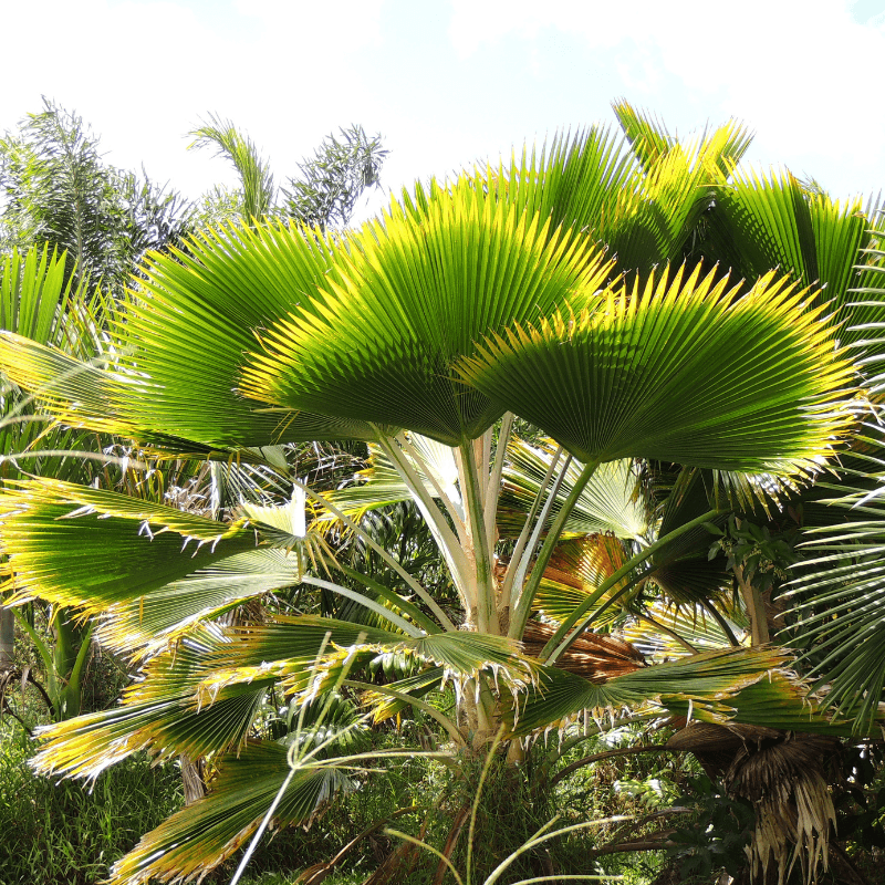 Ruffled Fan Palm Seeds