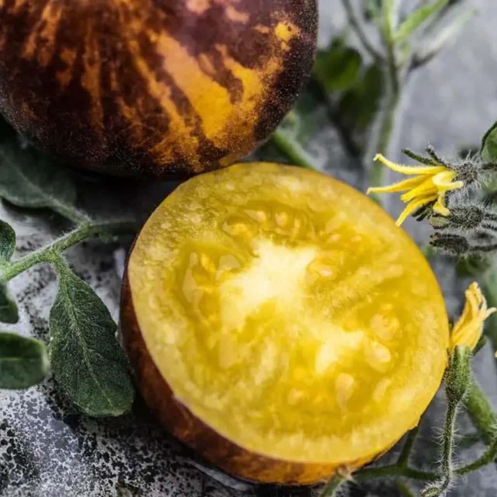 Tomato Woolly Kate, Shaggy kate Seeds