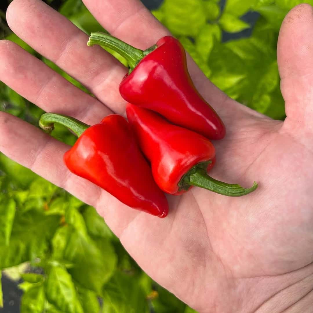 Hot pepper Kardoula Seeds