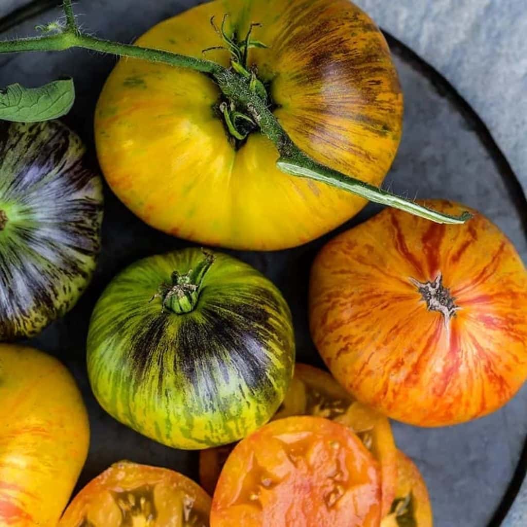 Tomato Alice's Dream Seeds
