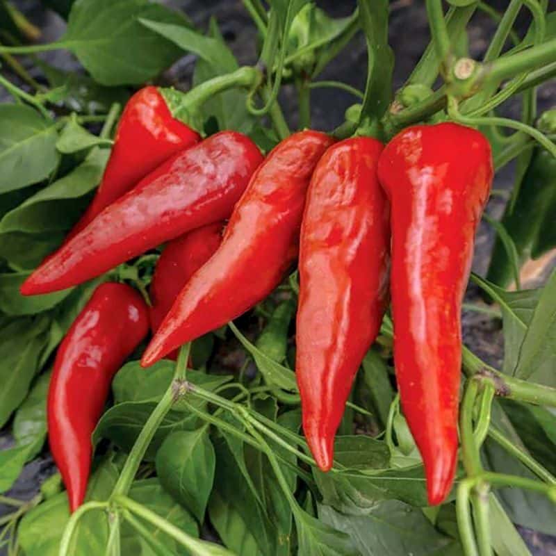 Sweet pepper Hungarian paprika Seeds