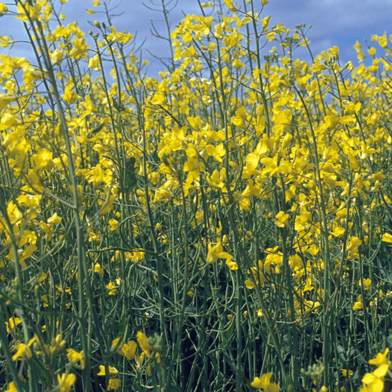 Wild rocket, Perennial wall-rocket Seeds