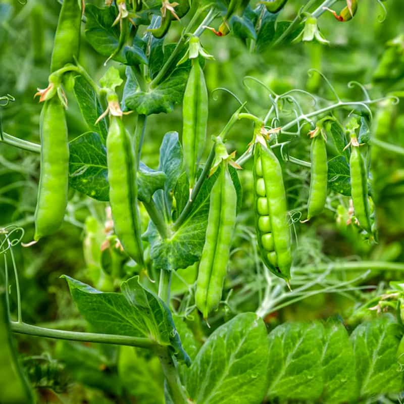 Green Peas Arkel Seeds