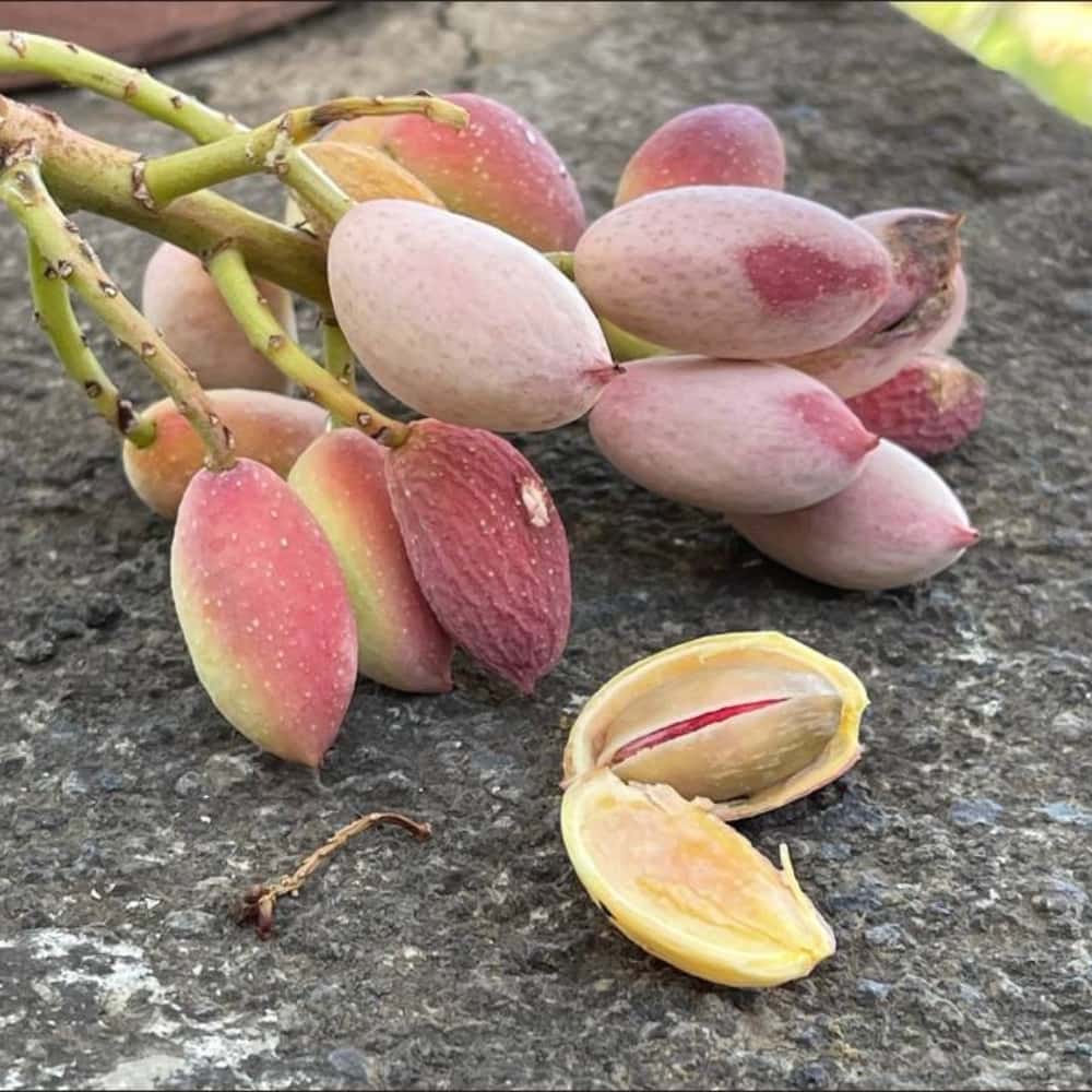 Mountain Pistachio Seeds (Pistacia vera)