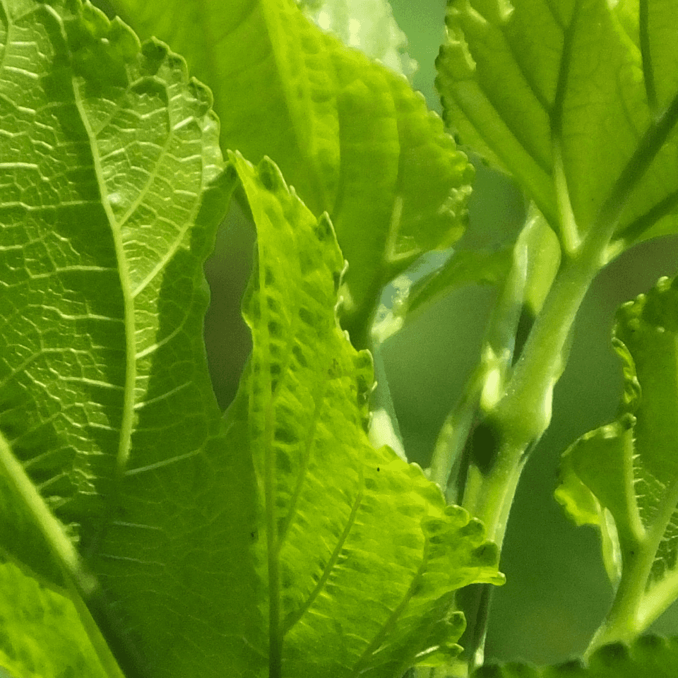 Tobacco Bucak Seeds