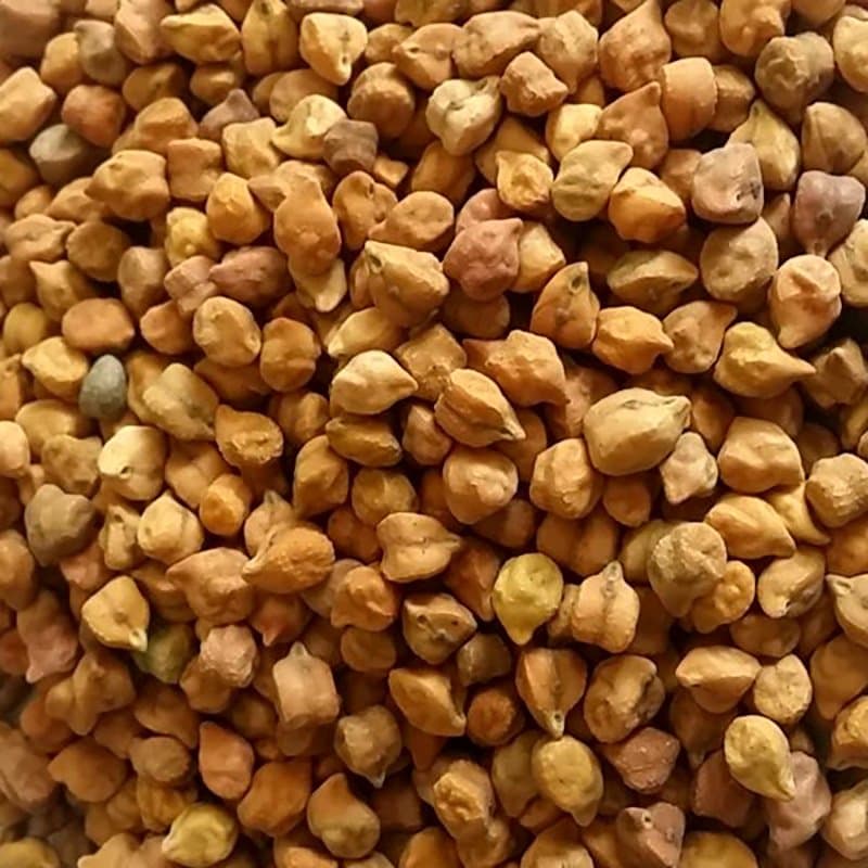 Chickpeas brown Seeds plant