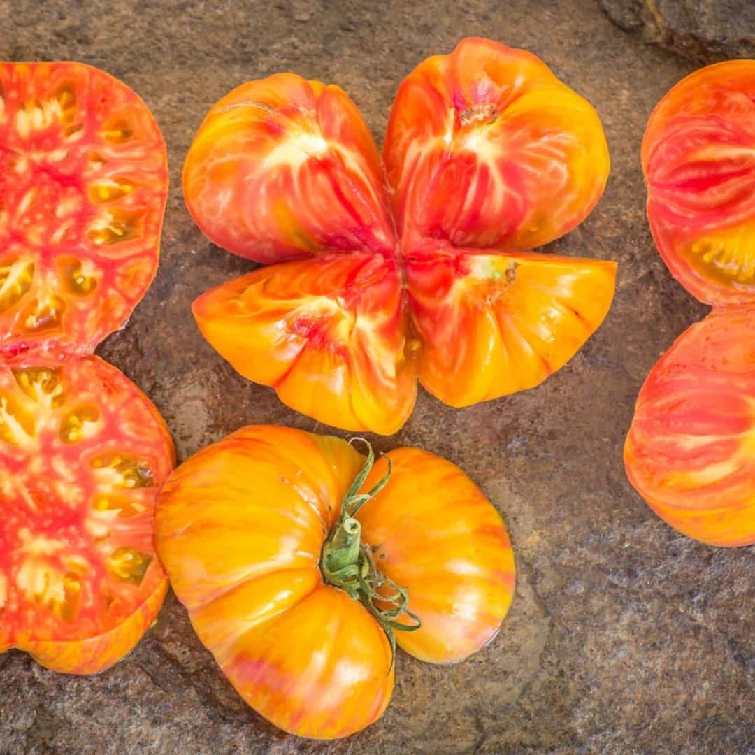 Tomato kozula 136 Seeds