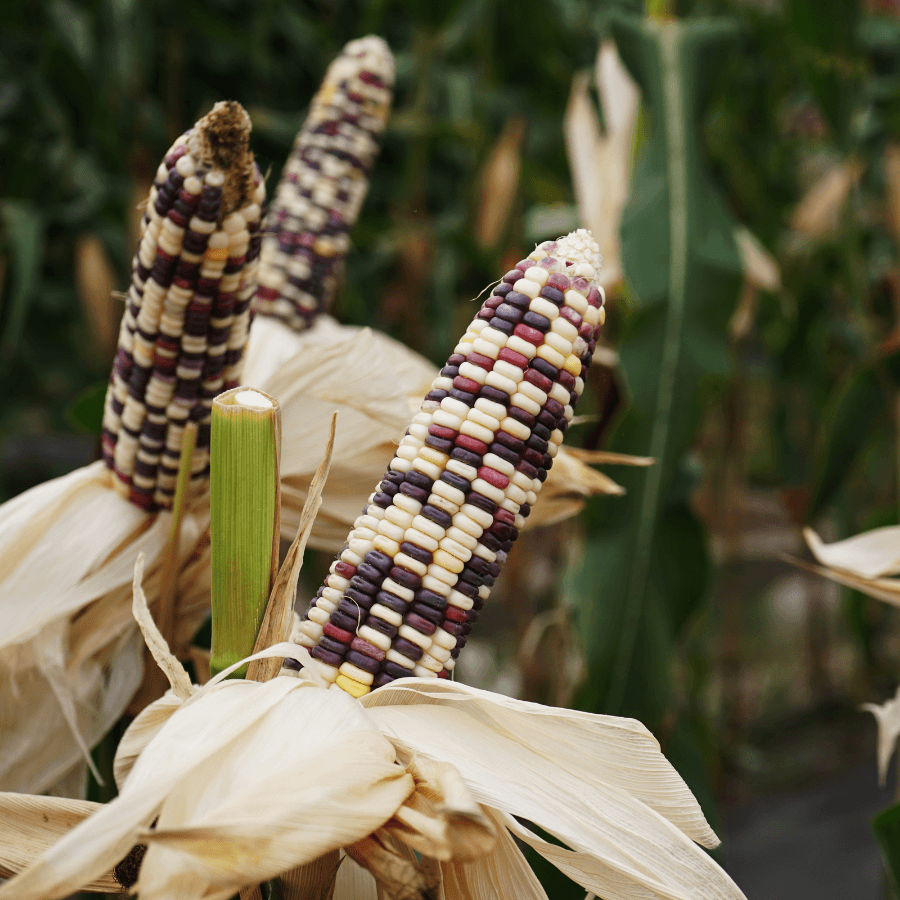 Waxy corn Phuak Muang Seeds plant