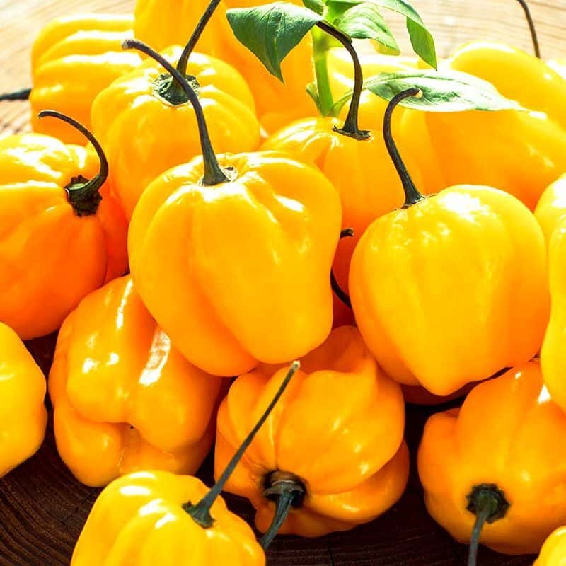 Hot pepper Habanero Golden Seeds