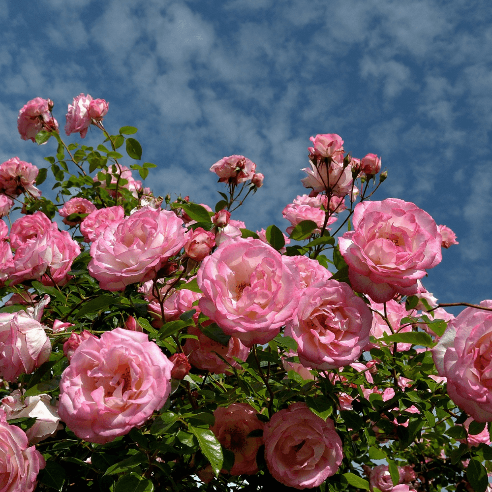 Himalayan Climbing rose mix colours Seeds