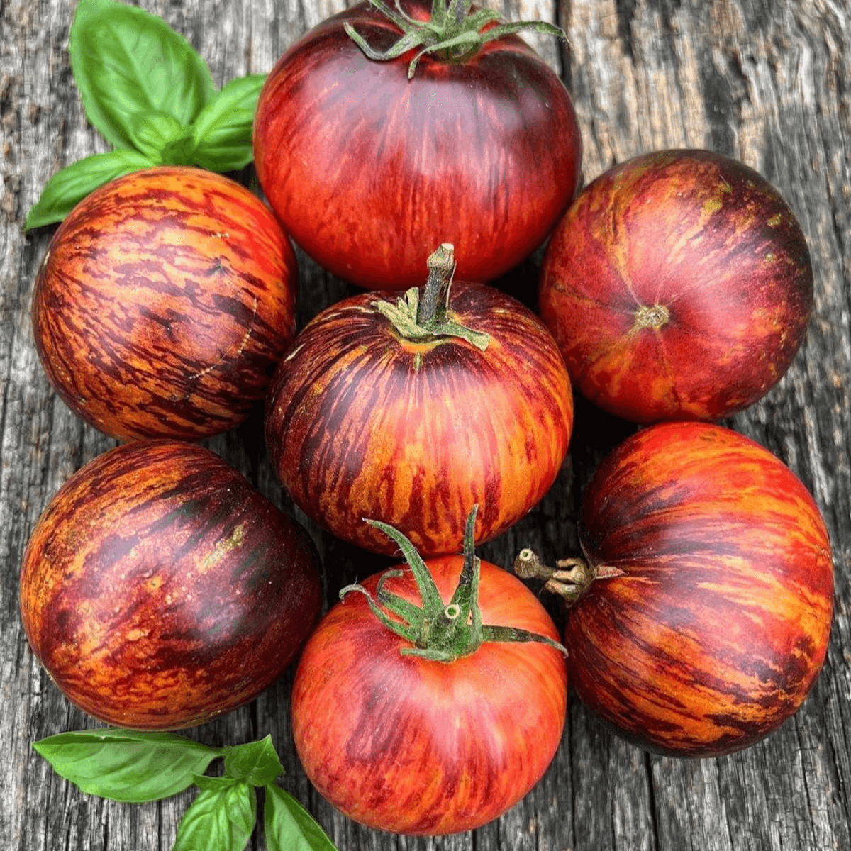 Tomato Gargamel Seeds