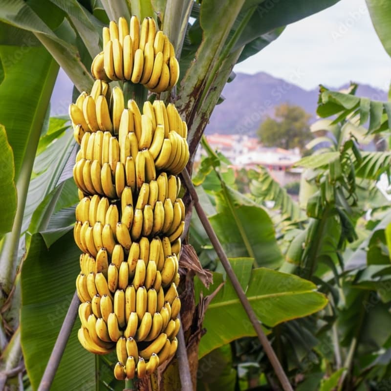 Banana Seeds plant