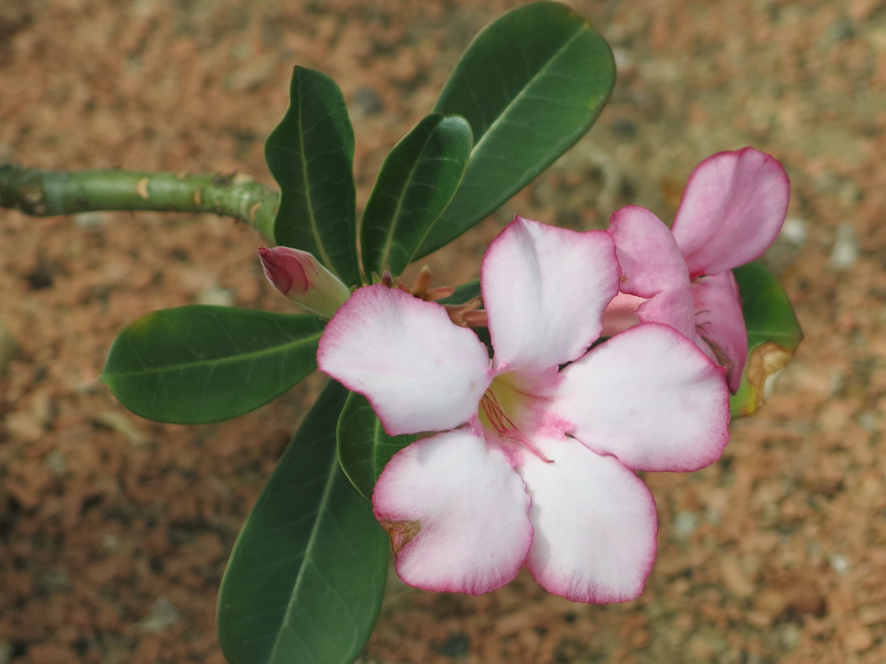 Reference image for Adenium socotranum