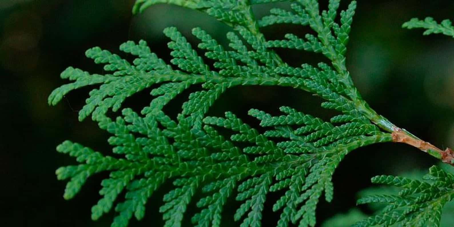 Thuja orientalis Seeds