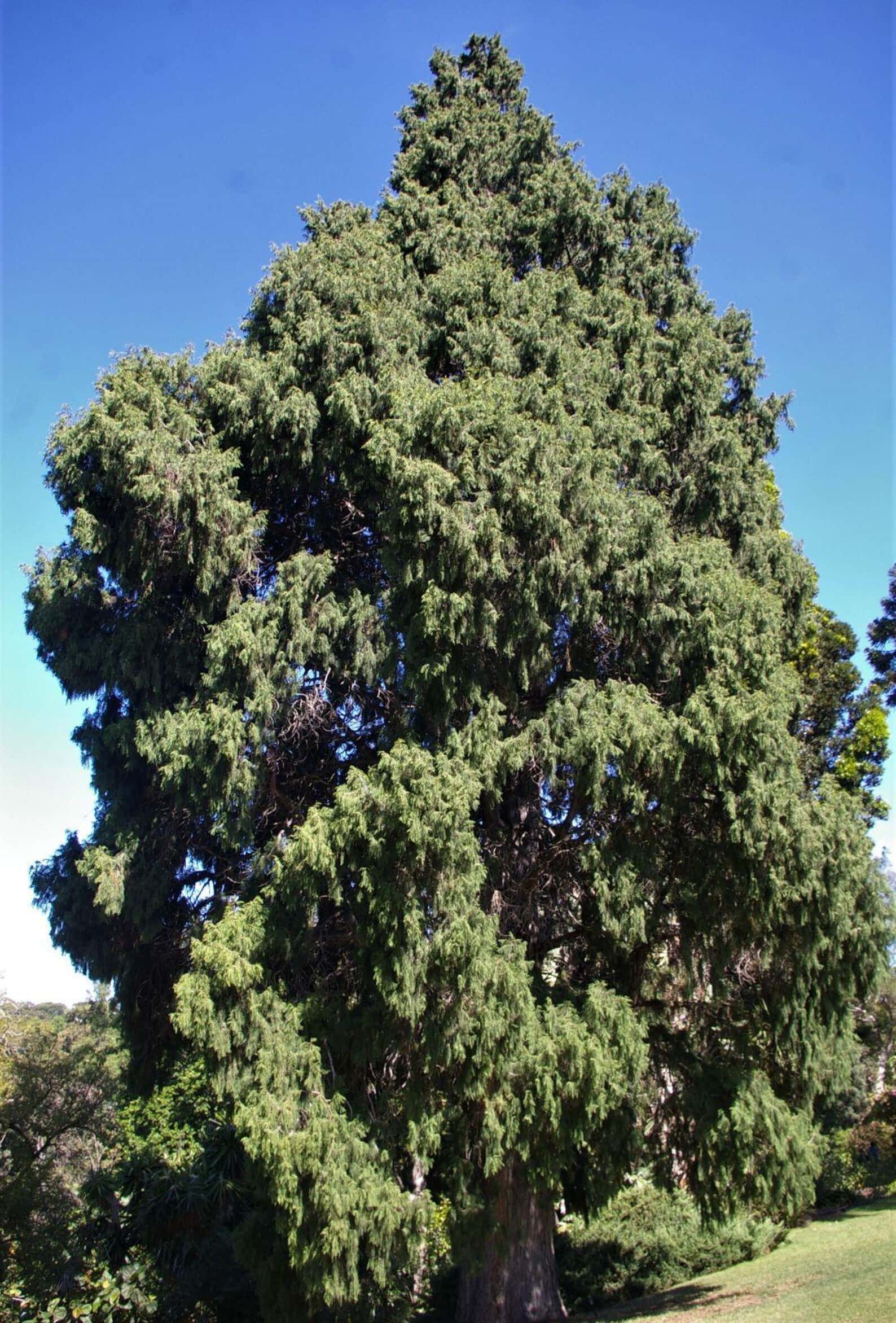 Cupressus Torulosa, Himalayan Cypress Seeds