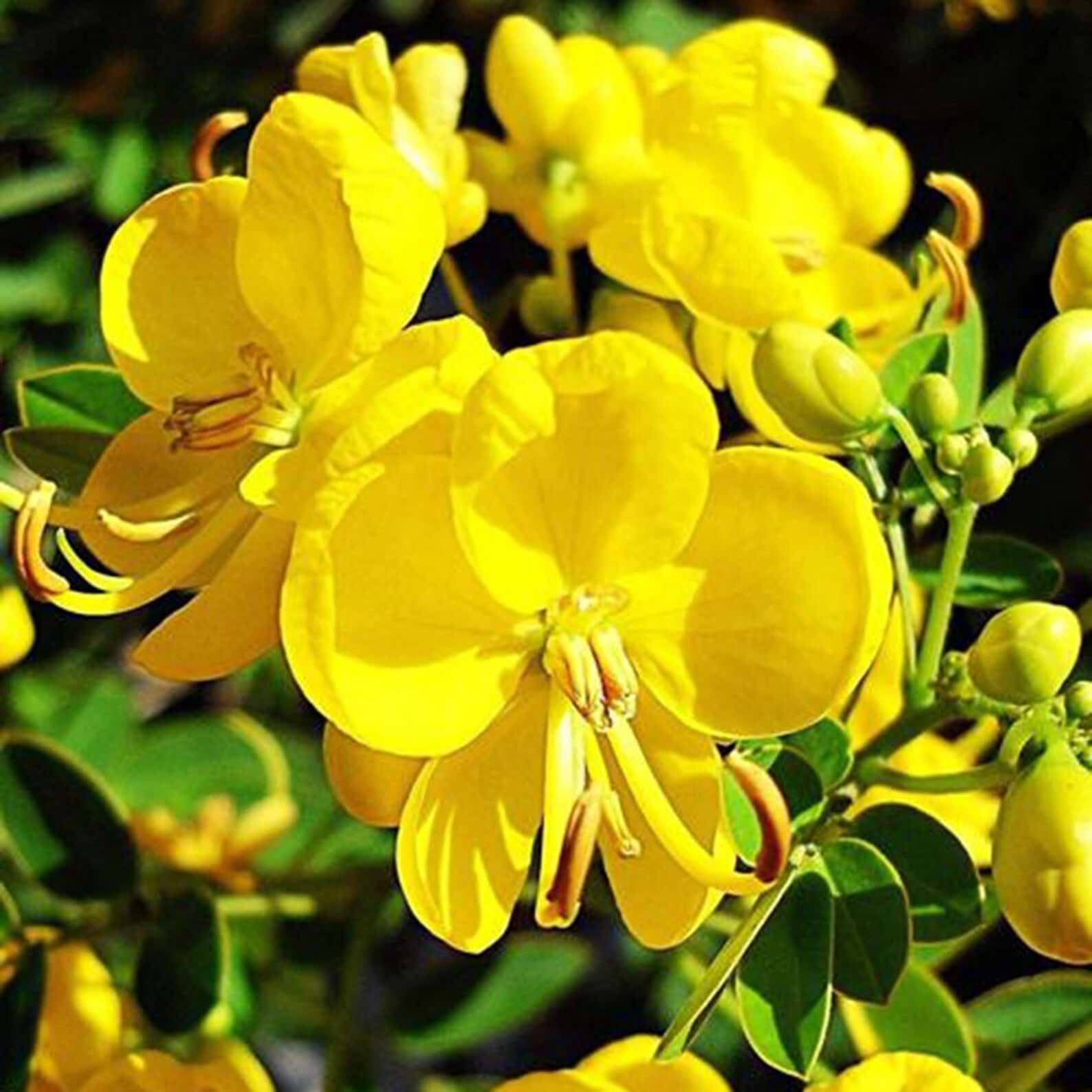 Senna tora Sickle Senna Seeds
