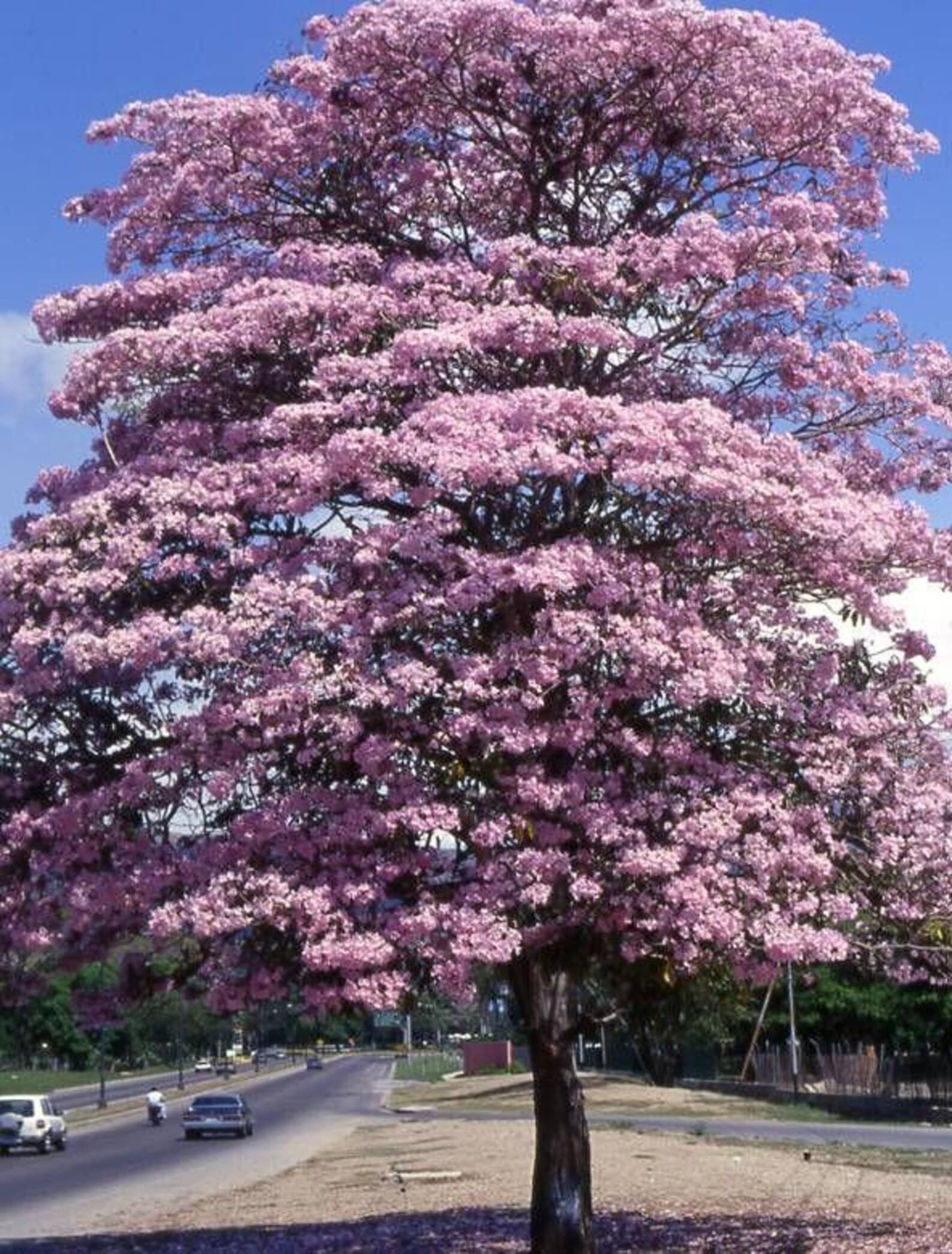 Tabebuia rosea Pink Trumpet Tree Seeds plant