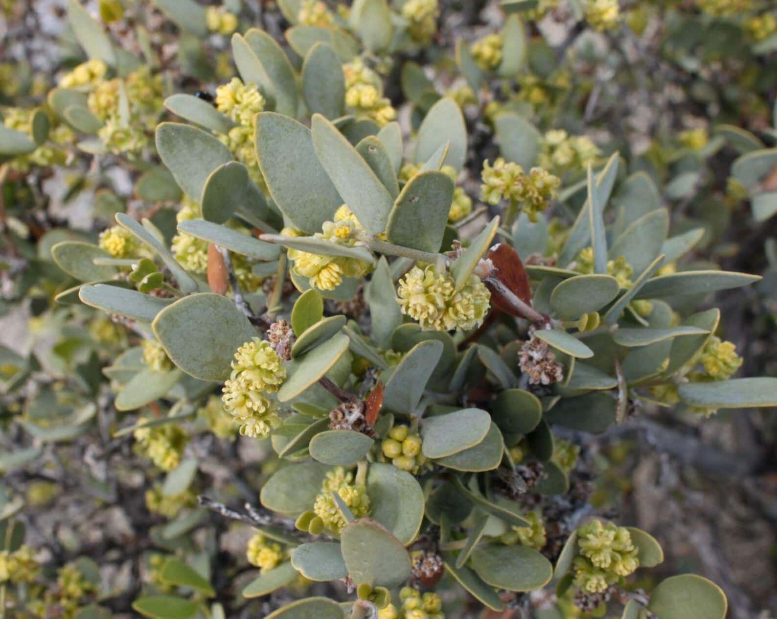 Simmondsia chinensis Jojoba Seeds