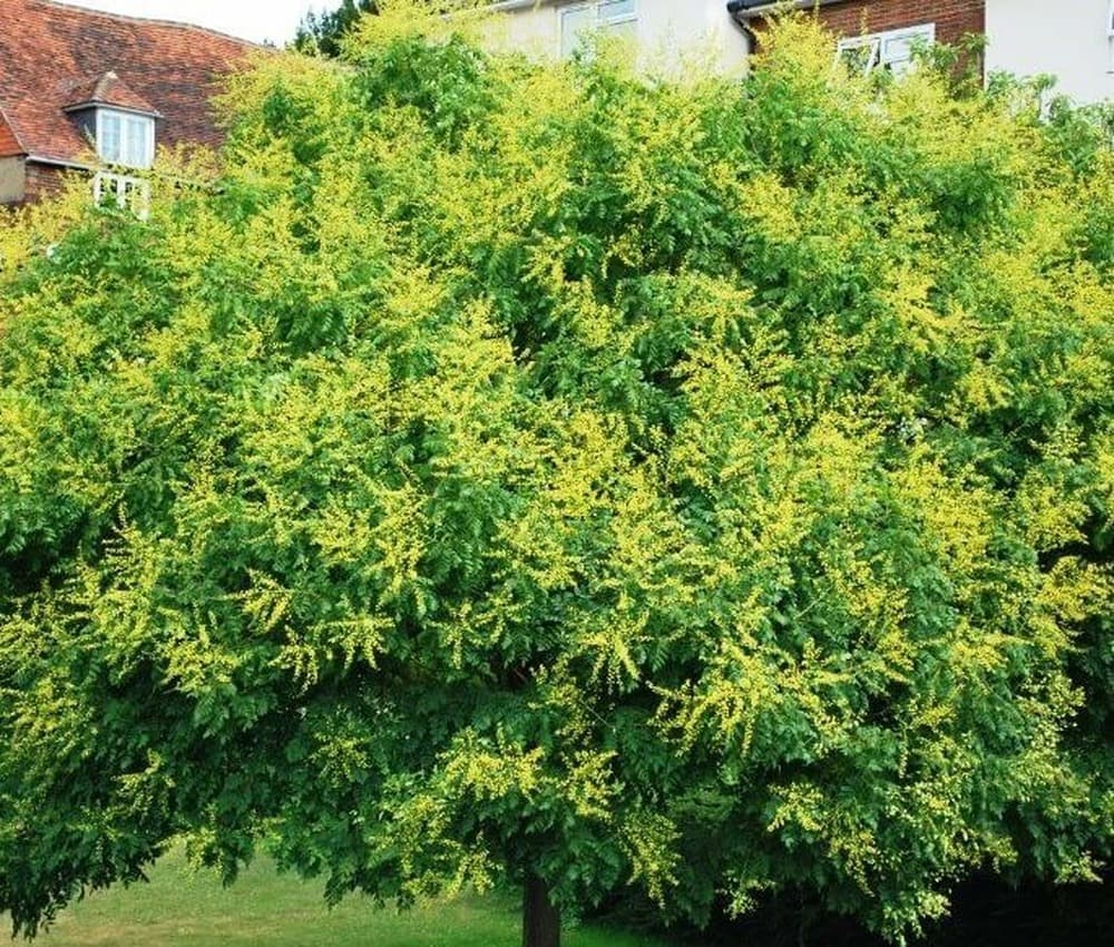 Reference image for Koelreuteria paniculata
