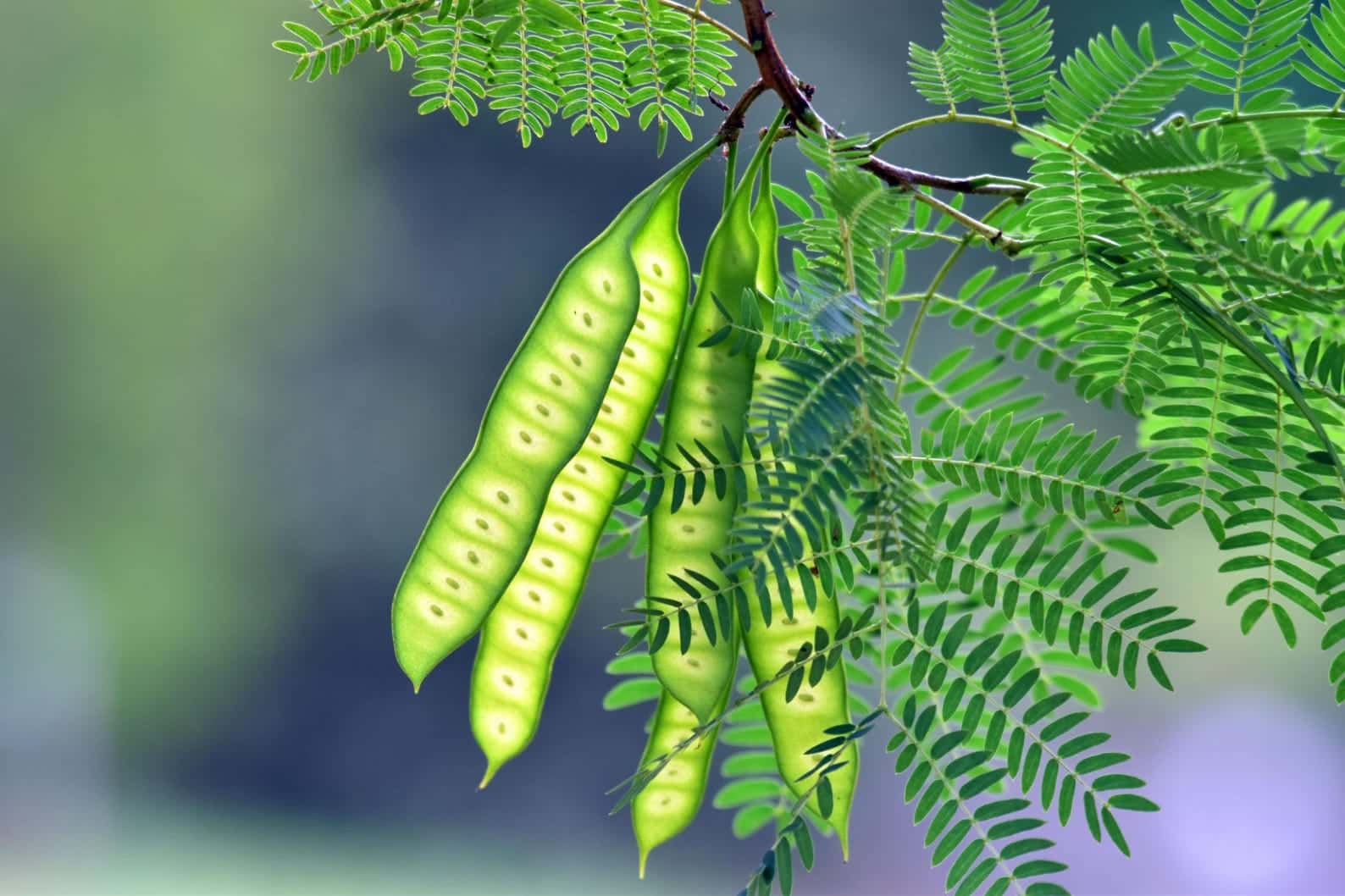 Leucaena Leucocephala, Subabool Seeds