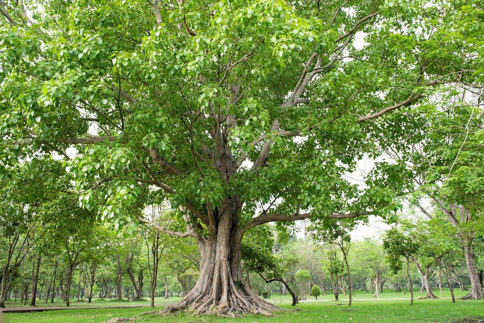 Ficus religiosa Peepal Tree Seeds plant