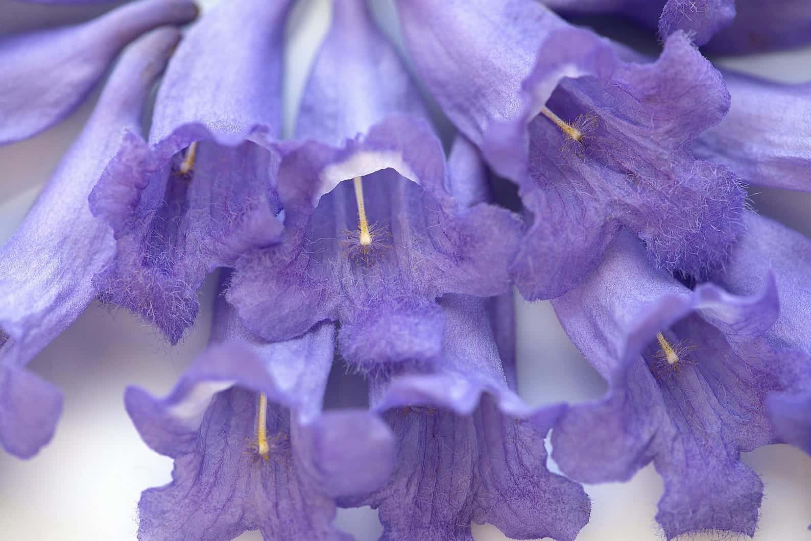 Jacaranda mimosifolia Blue Jacaranda Seeds