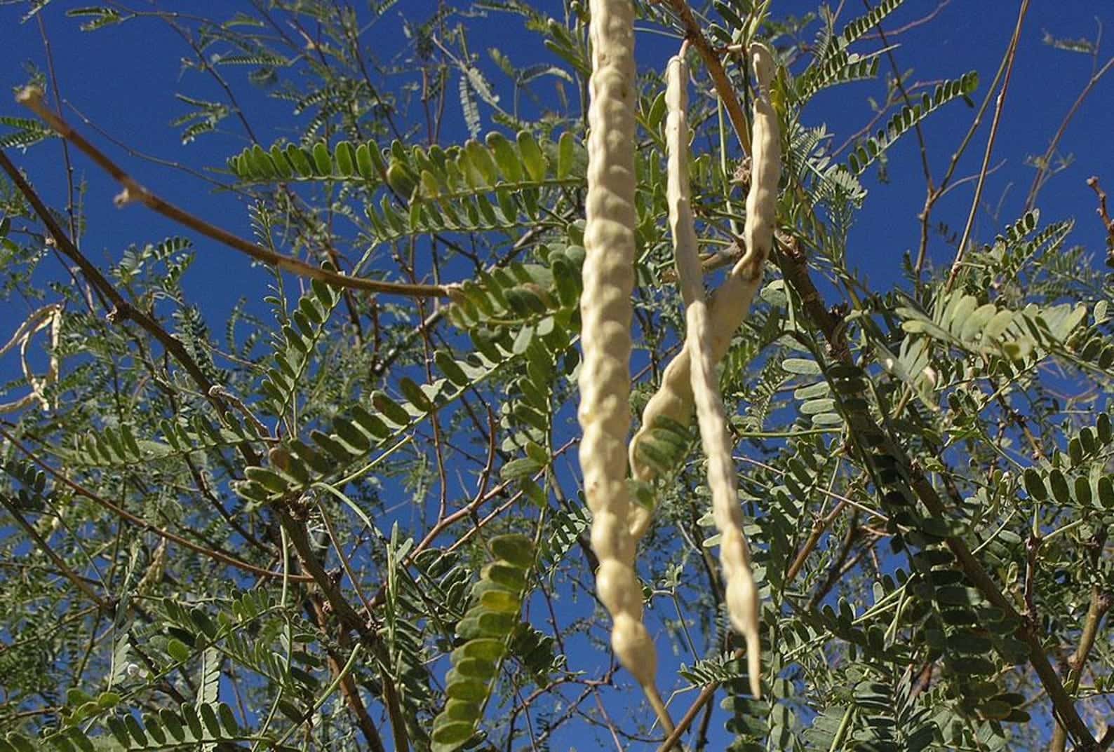 Prosopis cineraria Khejri Tree Seeds