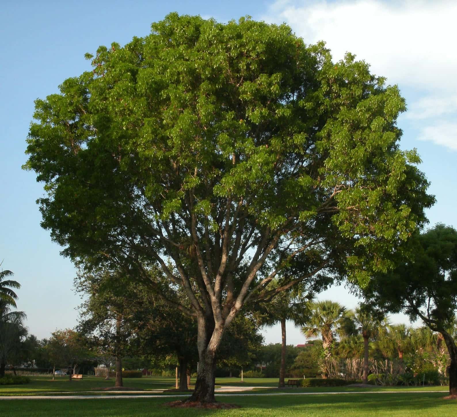 Swietenia mahagoni West Indian Mahogany Seeds