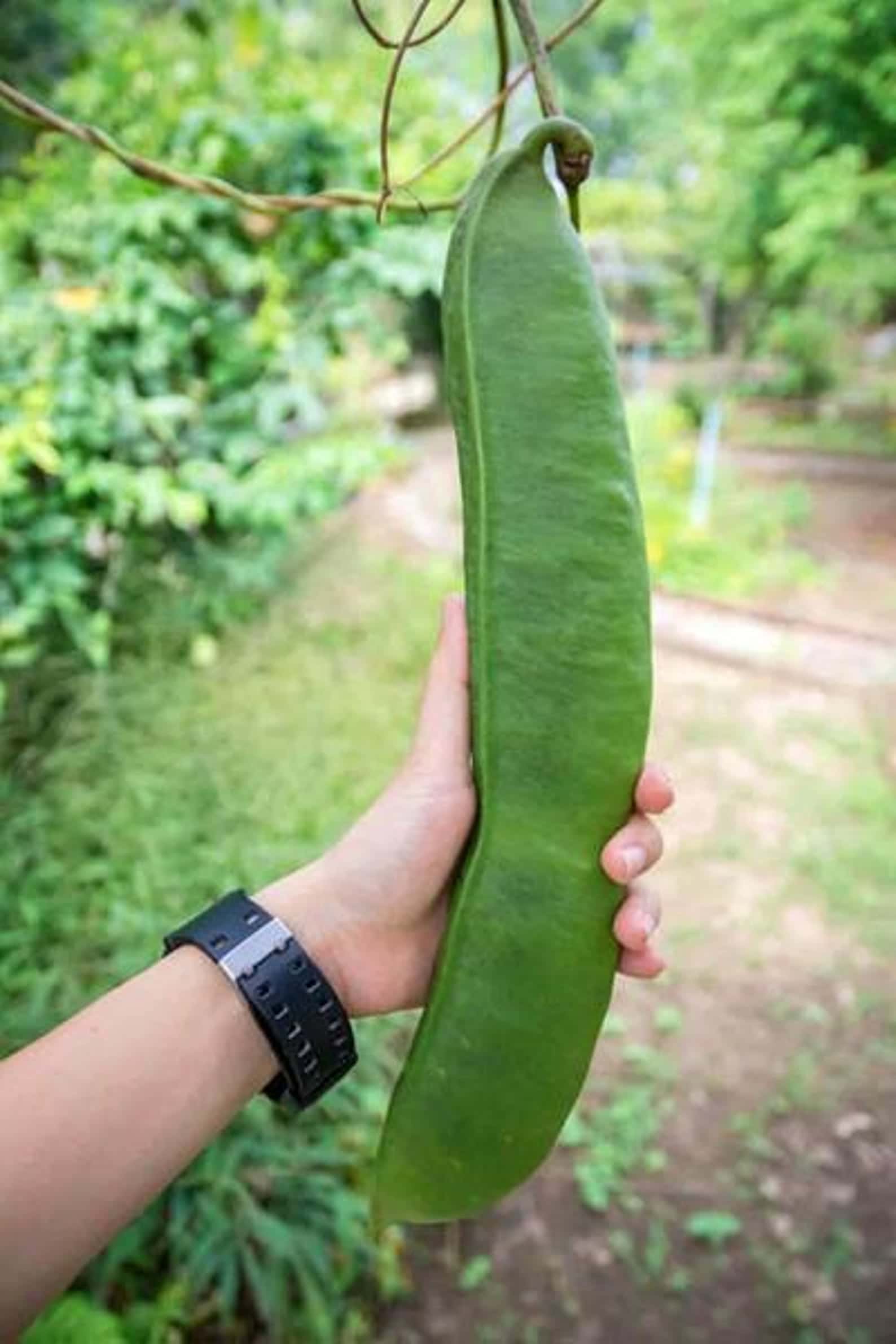 Canavalia gladiata Sword Bean Seeds
