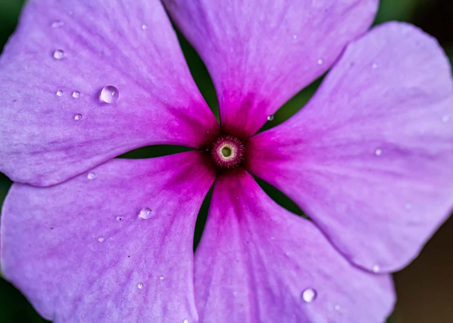Catharanthus roseus Madagascar Periwinkle Seeds