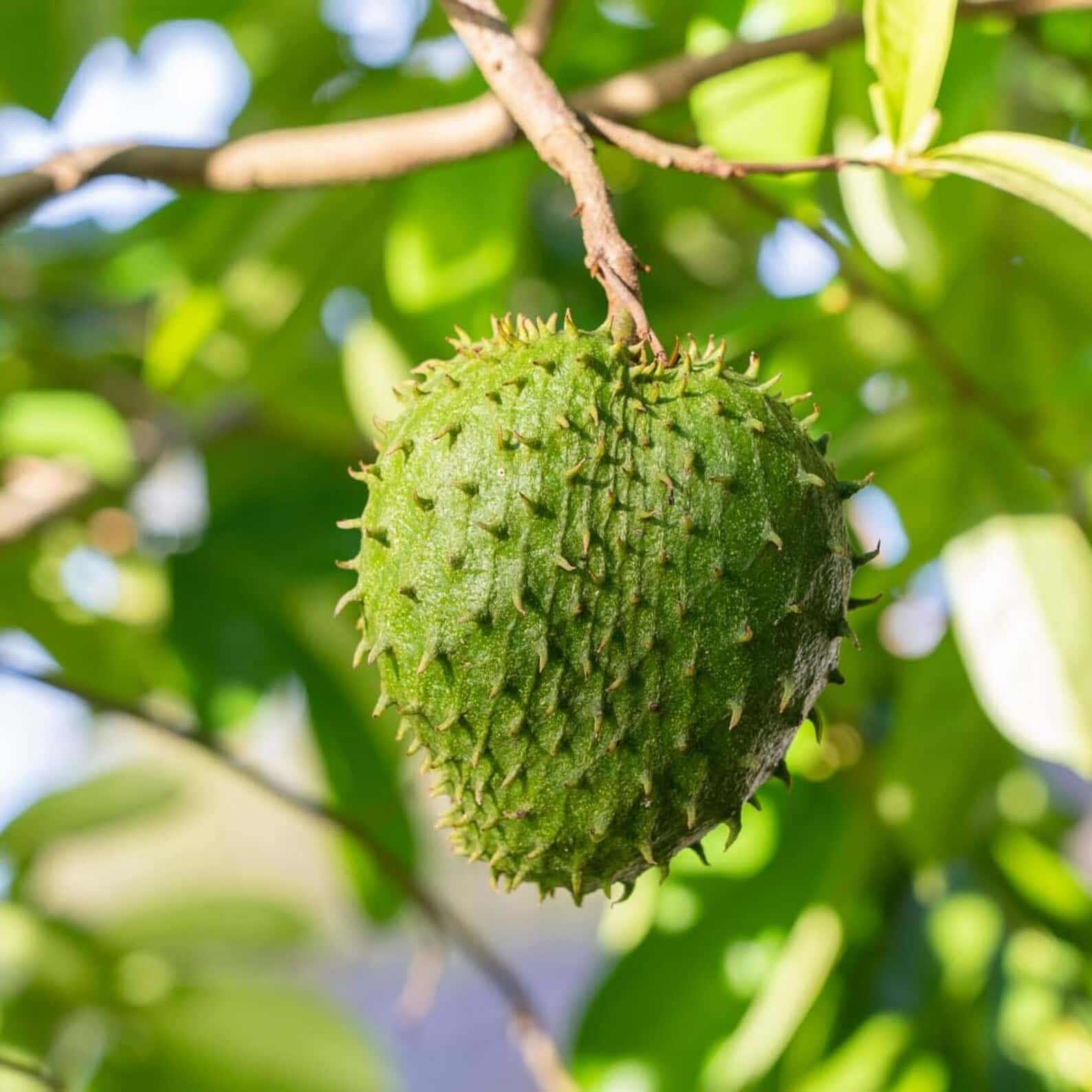 Soursop, Graviola Seeds