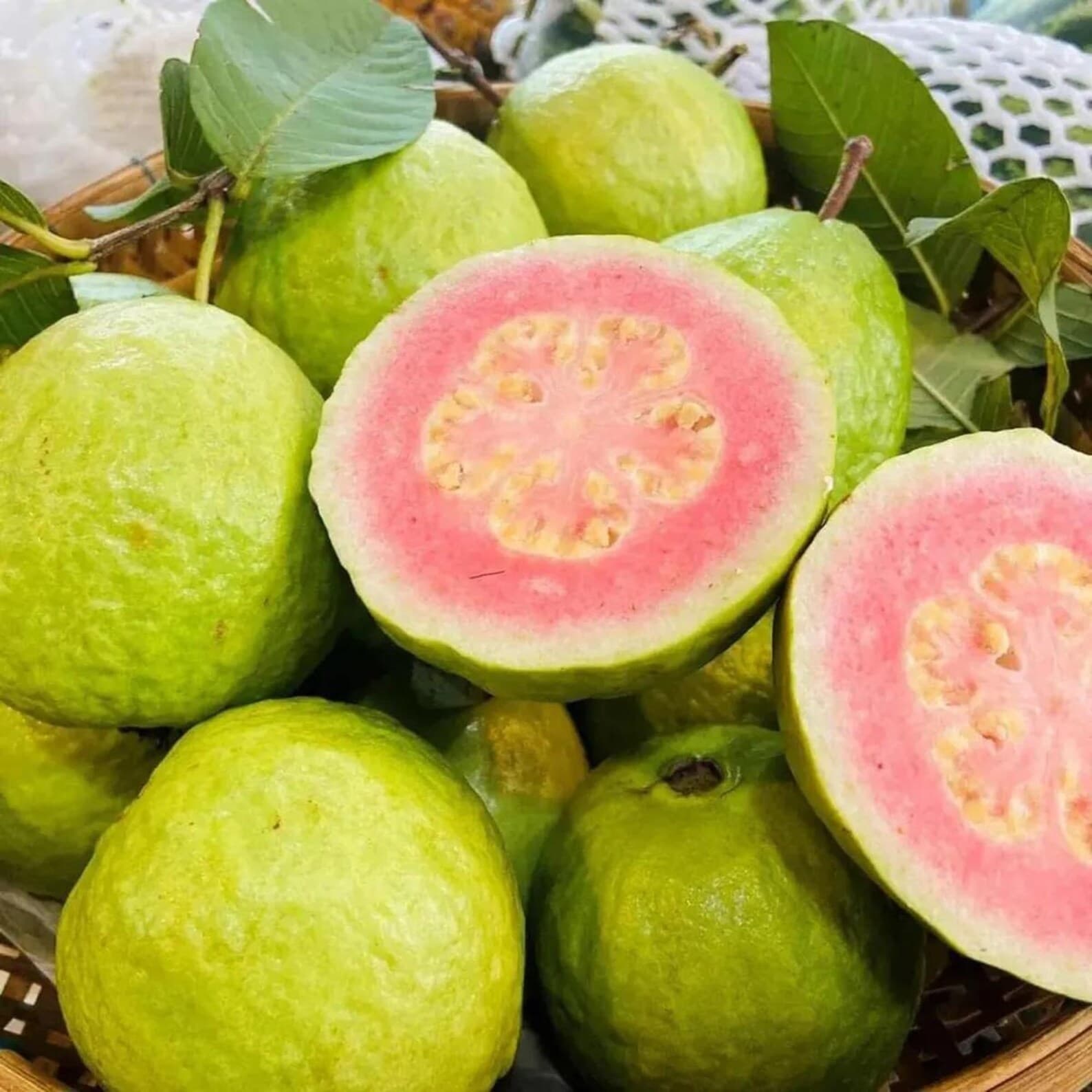 Guava, Amrud Allahabadi Seeds plant